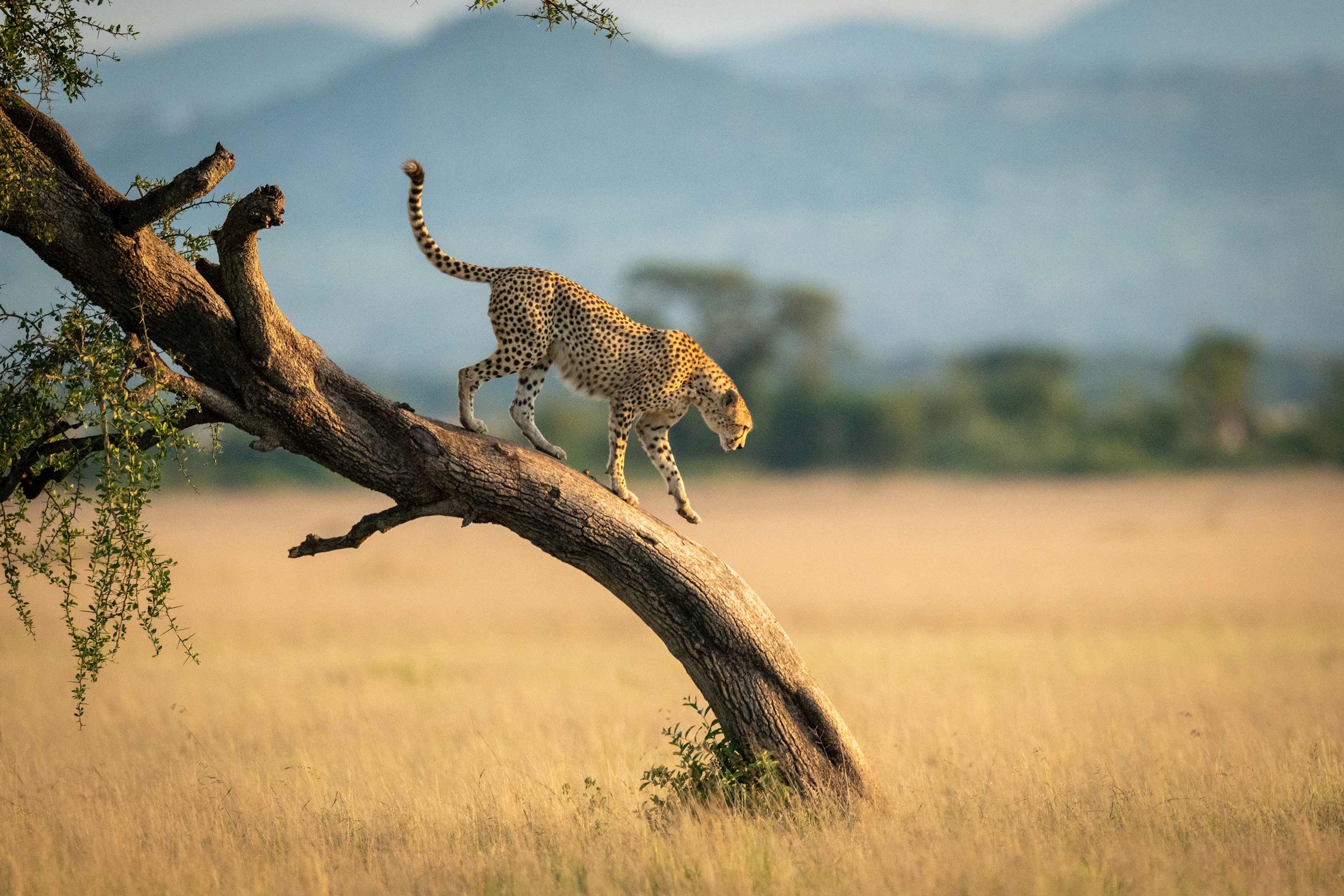 cheetah-kruger-national-park-south-africa.jpg