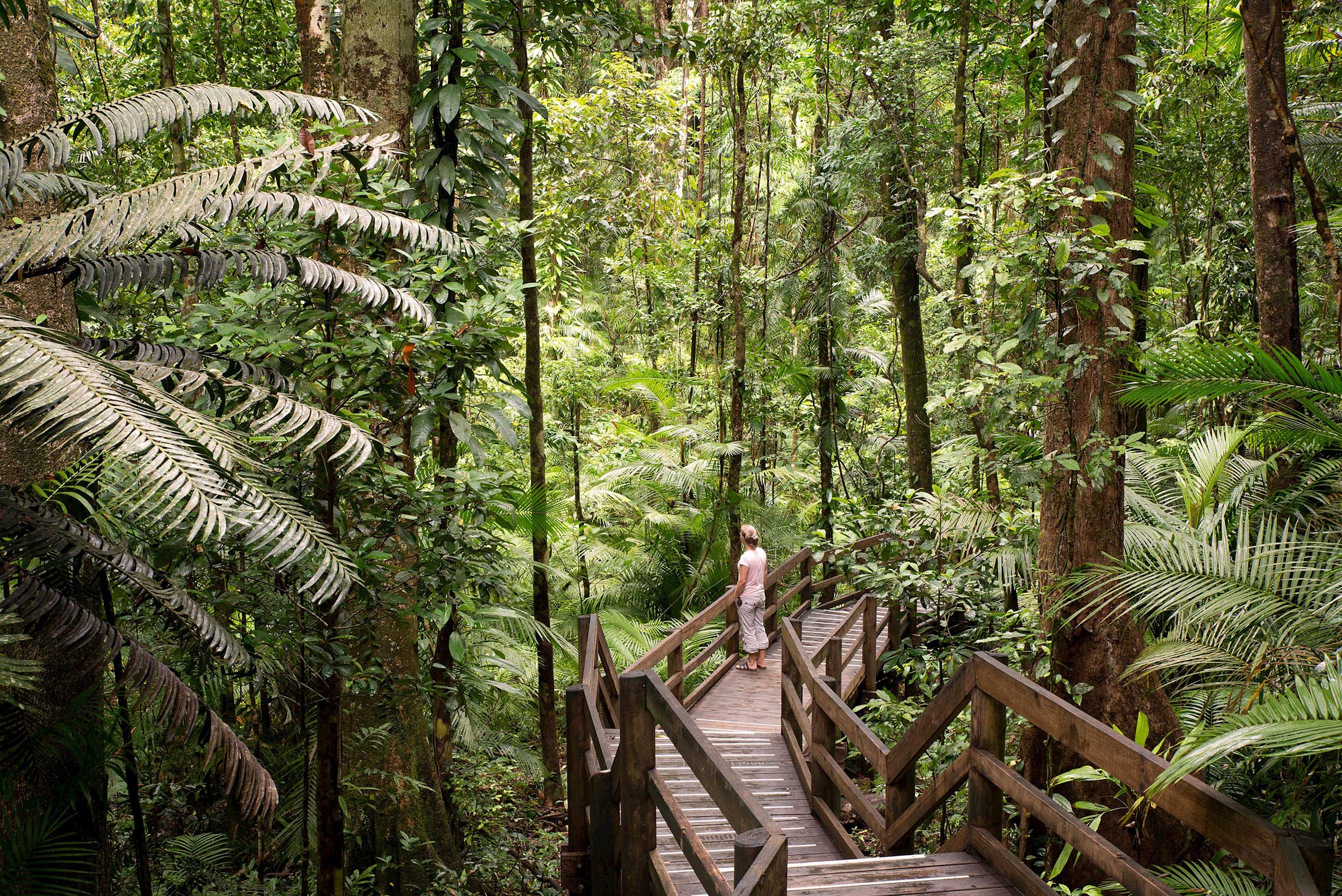 tour-daintree-rainforest-cairns-australia.jpg