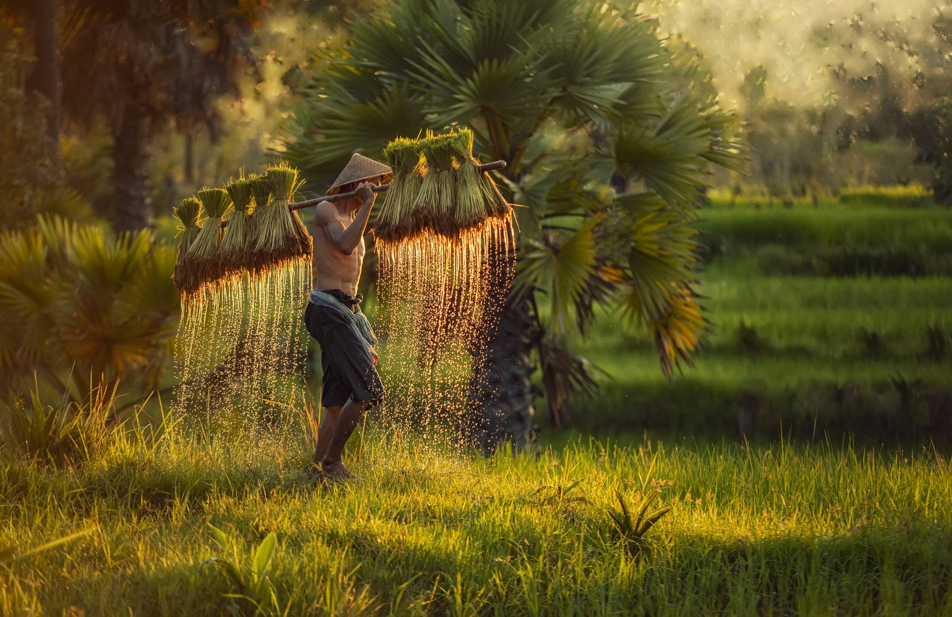 Farmer planting rice infields against spring green background