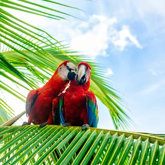 Couple Of Macaws on a palm tree in Costa Rica
