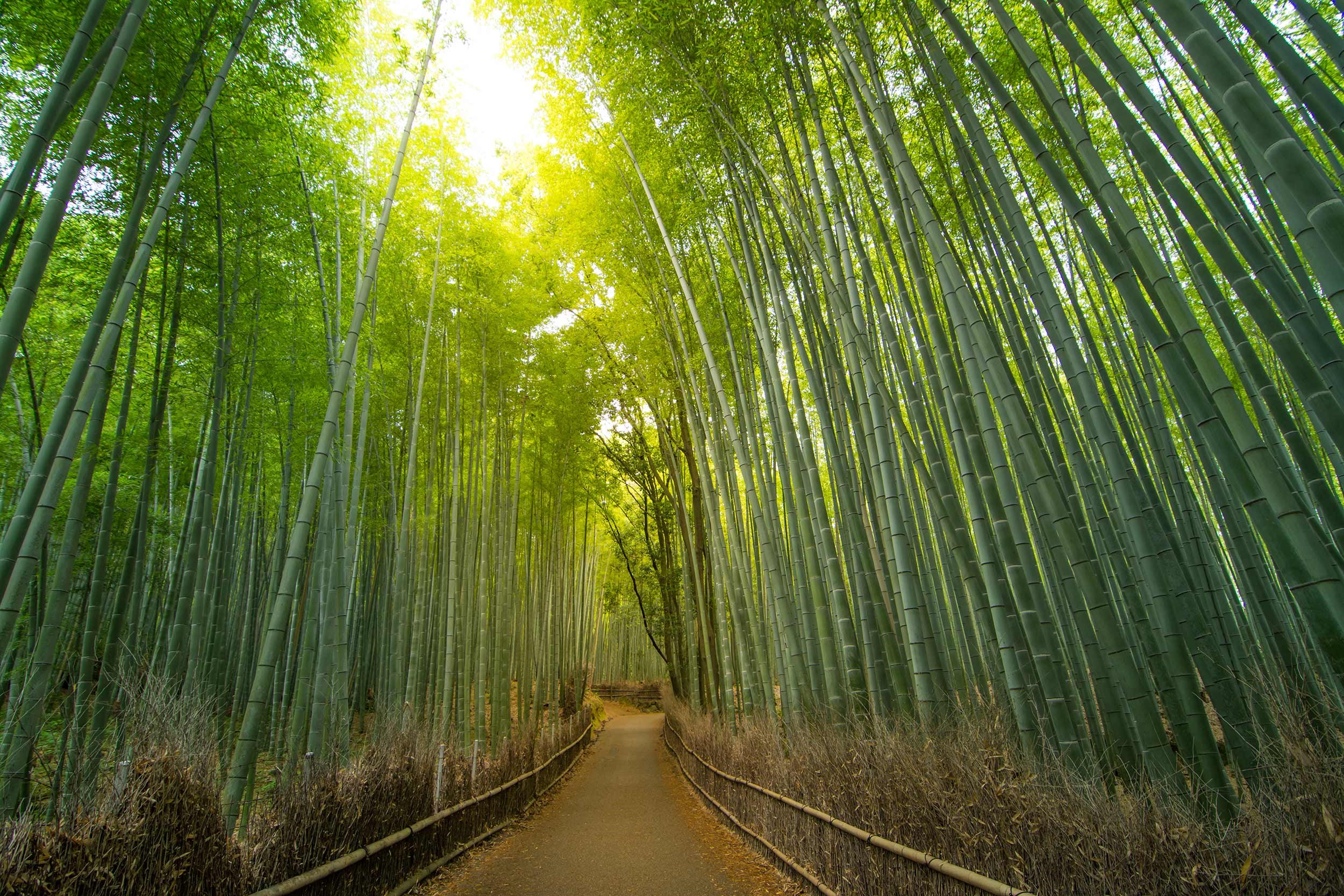 Classic Japan Tour 2026 | Flexible Bookings | Trafalgar | Trafalgar US
