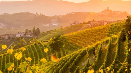 Piedmont Barolo Vineyard, Italy
