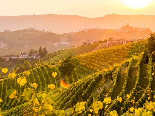 Piedmont Barolo Vineyard, Italy
