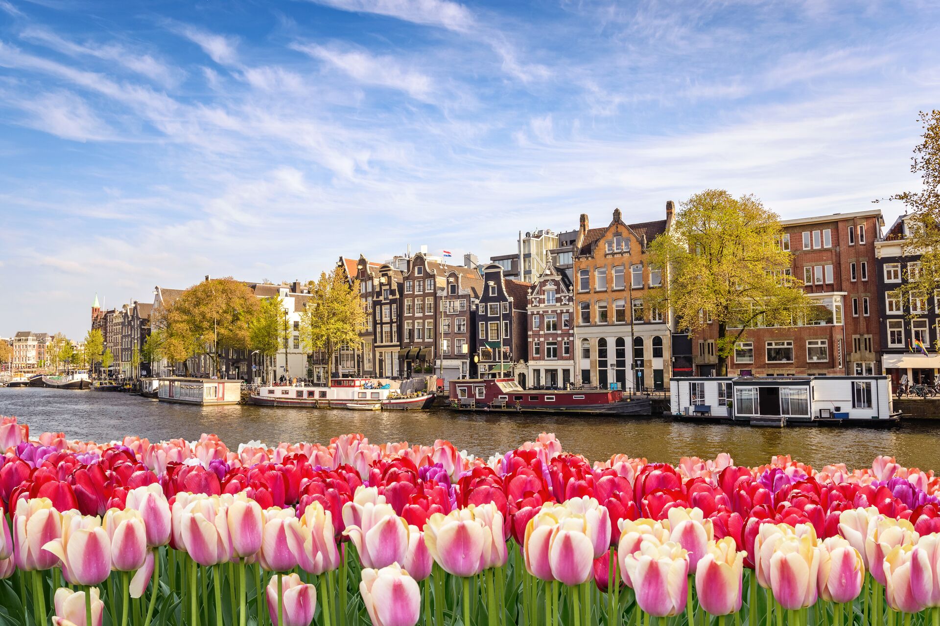 Amsterdam's iconic townhouses with colourful tulips in the foreground 