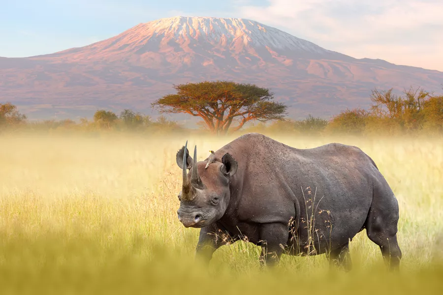 Rhino And Kilimanjaro