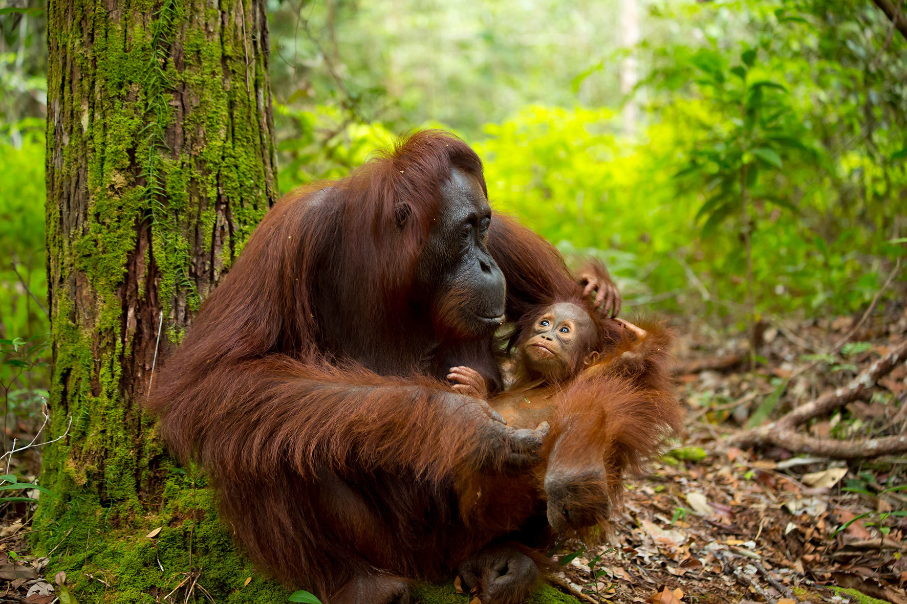 Beautiful Mother and Baby Orangutan in Borneo, Malaysia