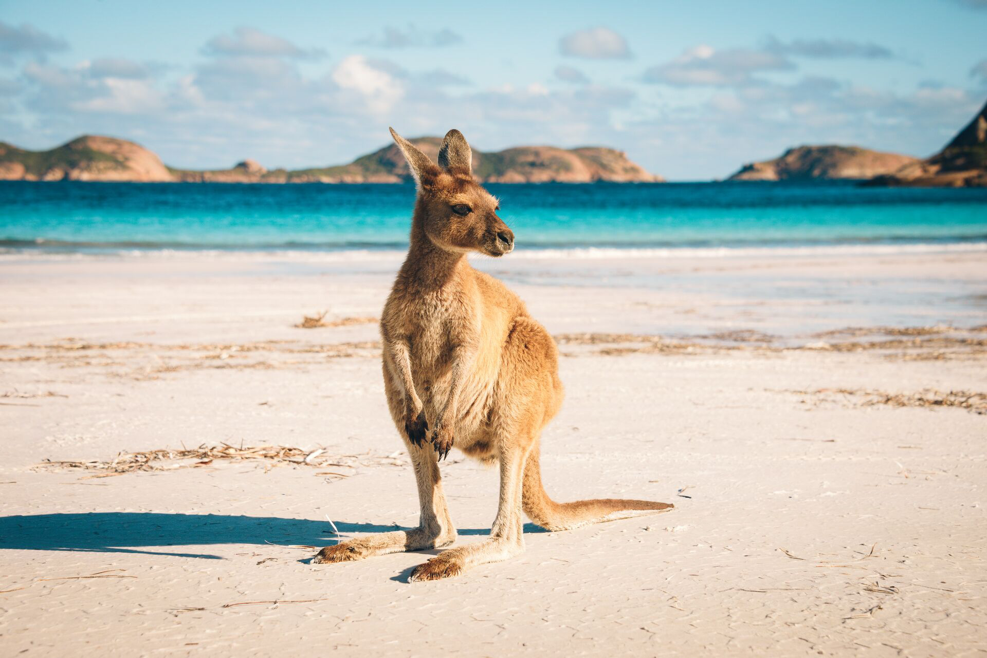 Kangaroo on a beach in Esperance, Australia