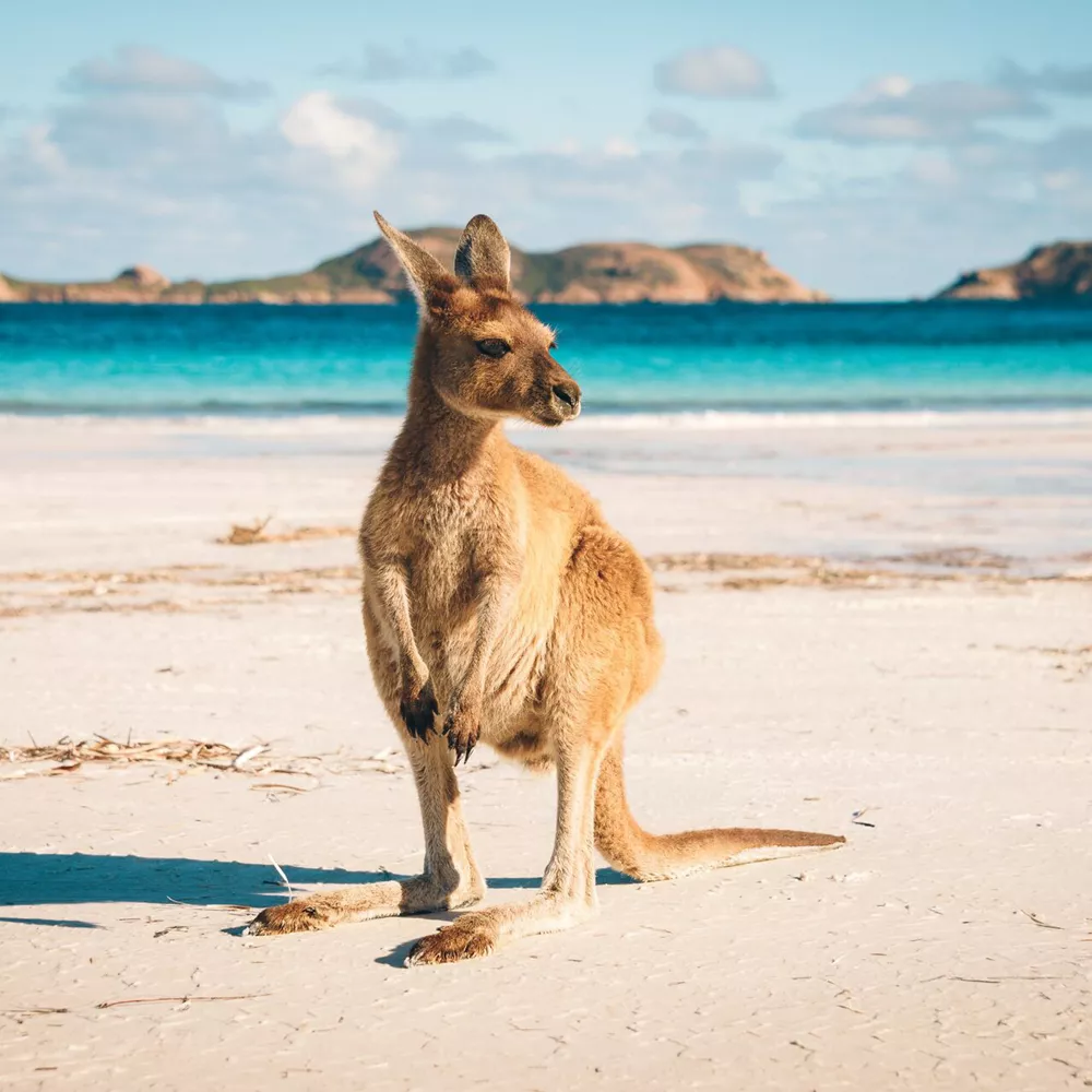 Kangaroo on a beach in Esperance, Australia