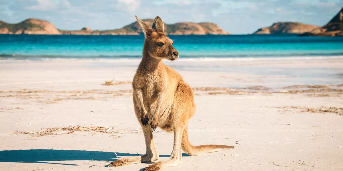 Kangaroo on a beach in Esperance, Australia
