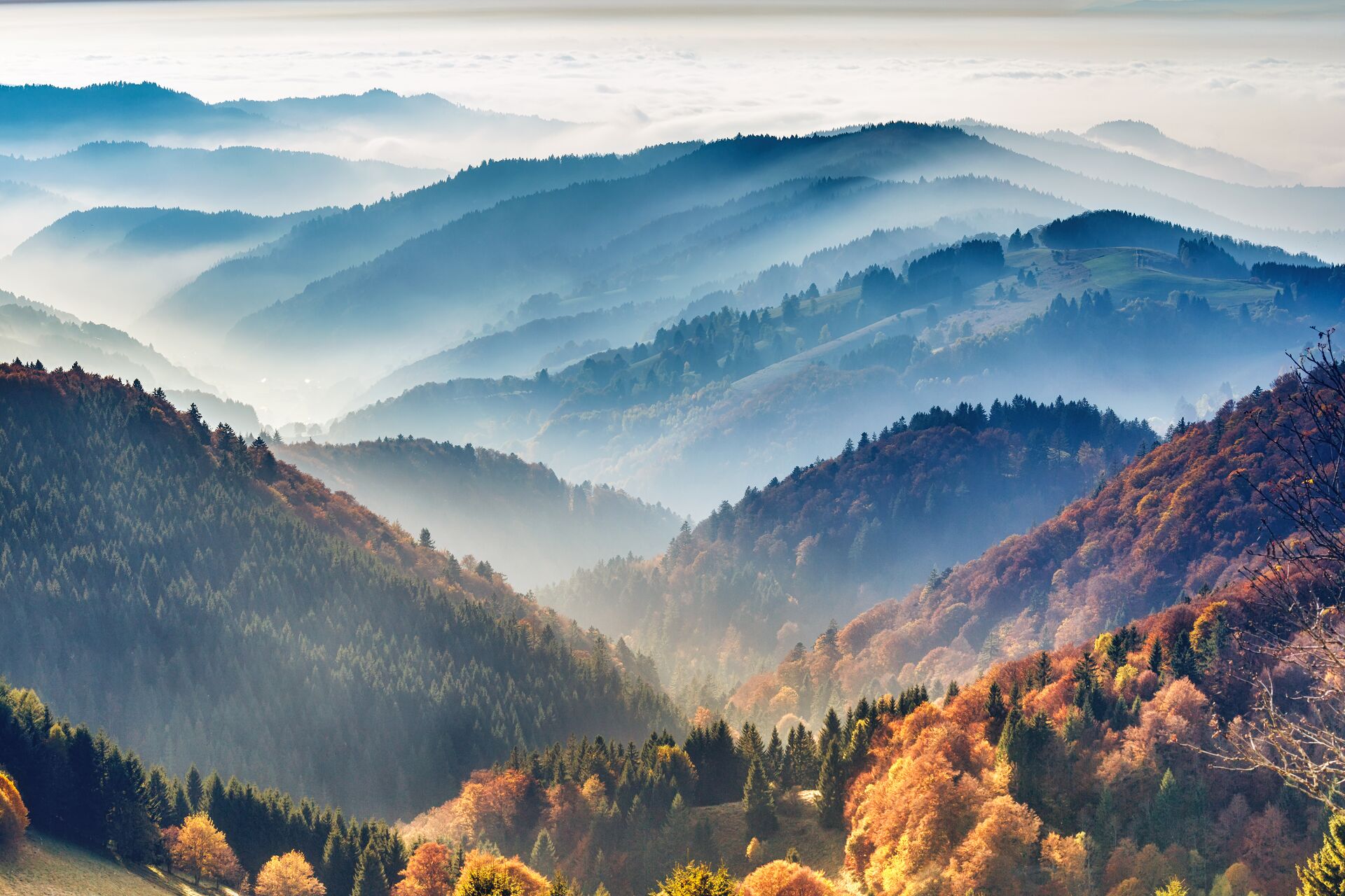 The misty Black Forest in Germany