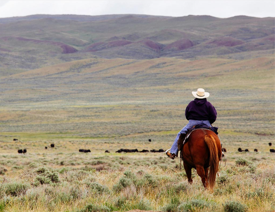 Horse Rider Plains Montana