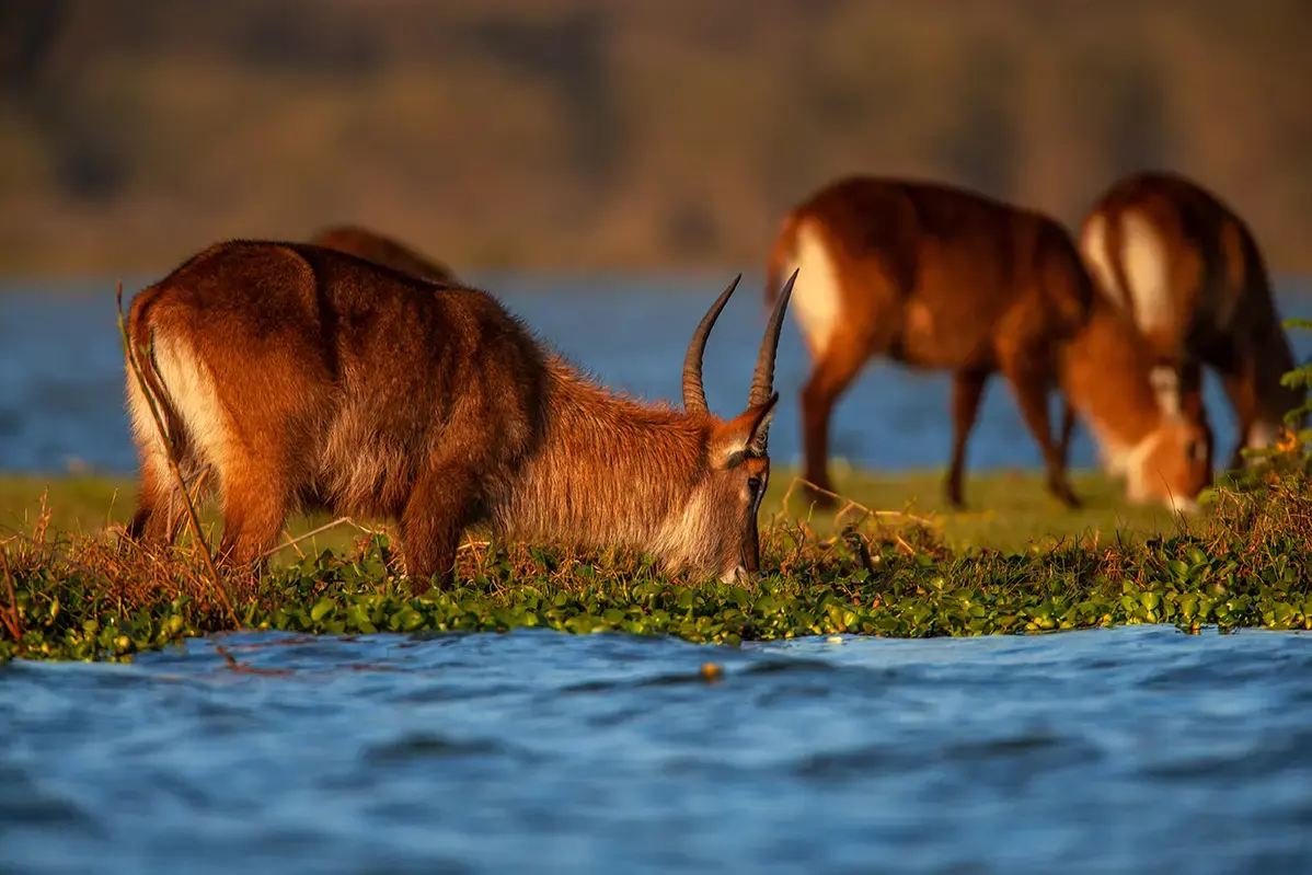 waterbuck-lake-naivasha-kenya-gettyimages-1022362724.webp
