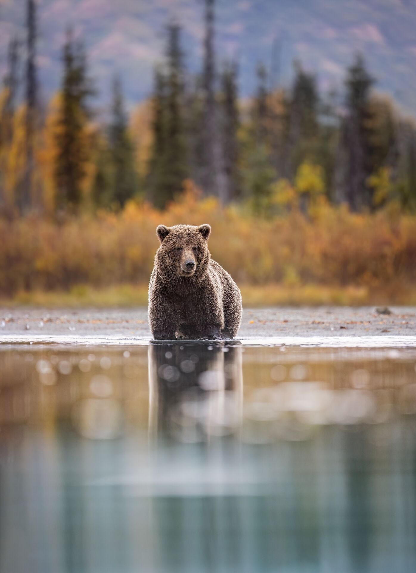 A large brown bear walking across a river