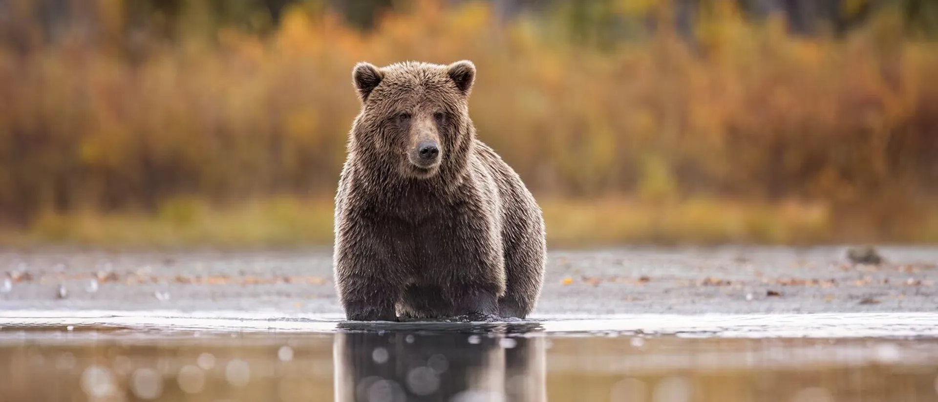 A large brown bear walking across a river