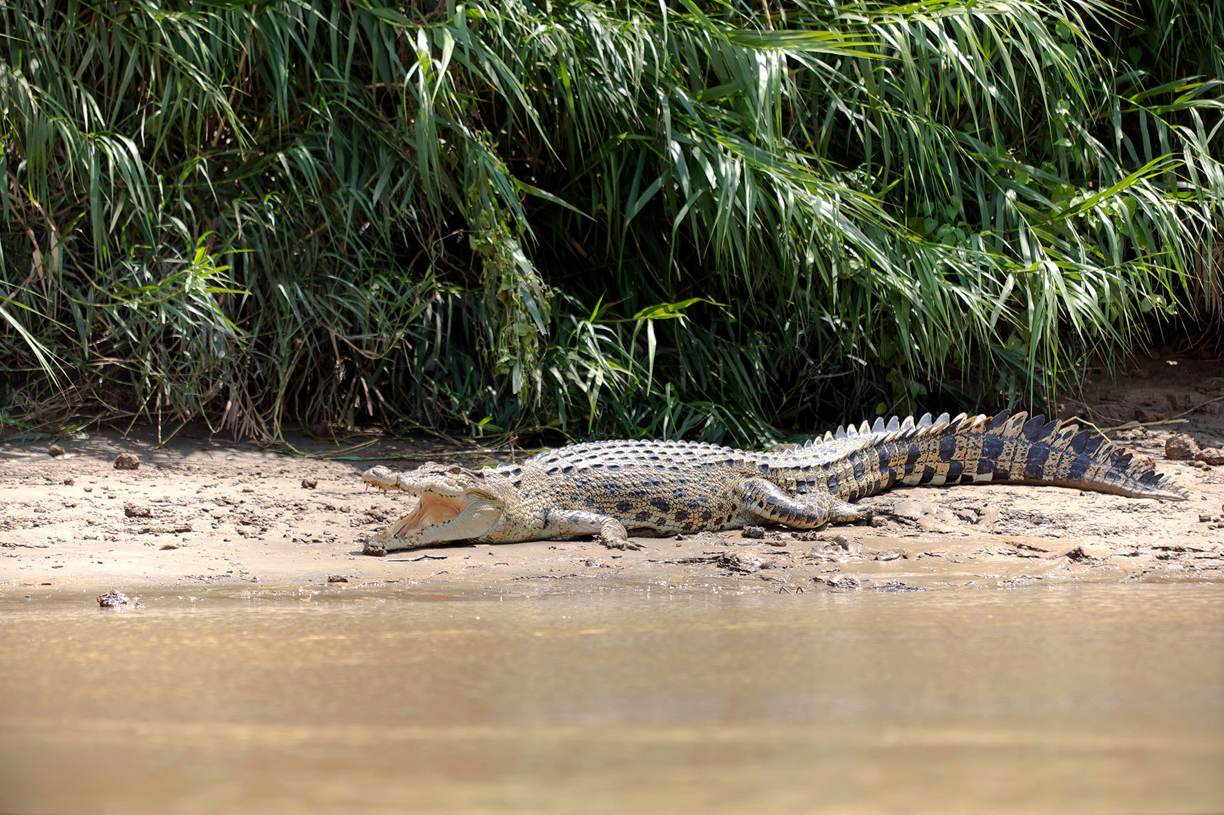 salt-water-crocodile-kinabatangan-river-malaysia.jpg