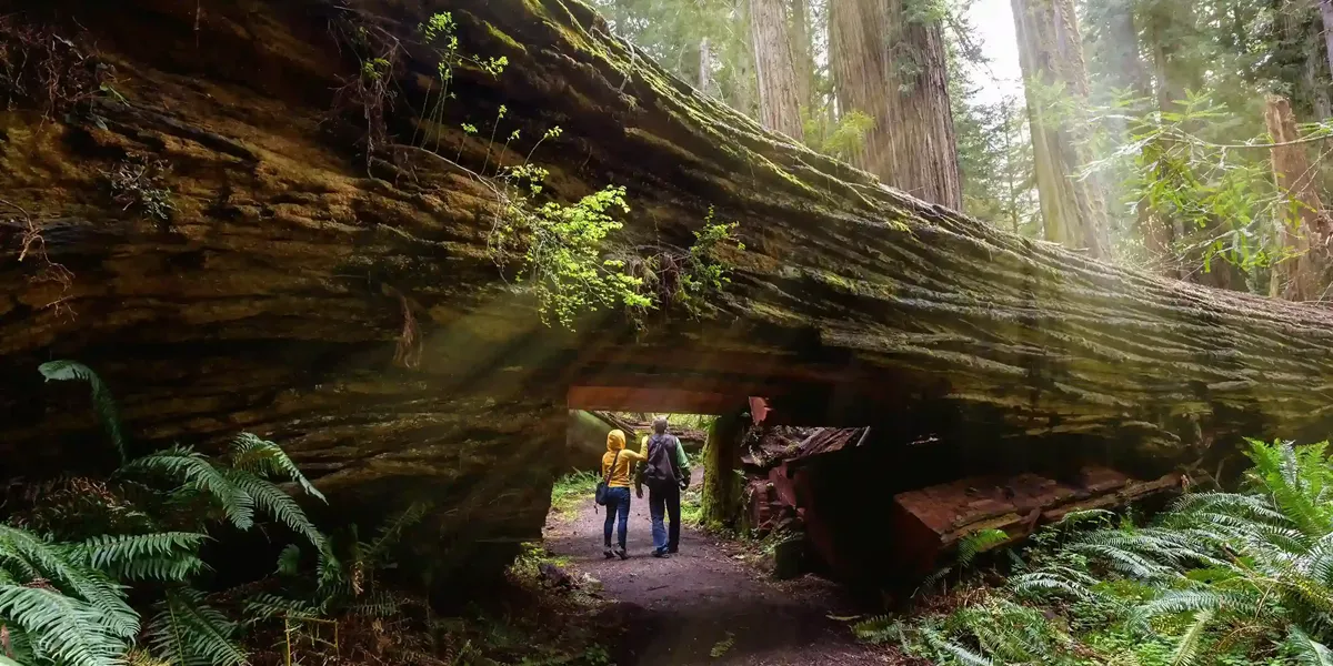 Father And Teenage Child Hiking In Redwood National Park, California