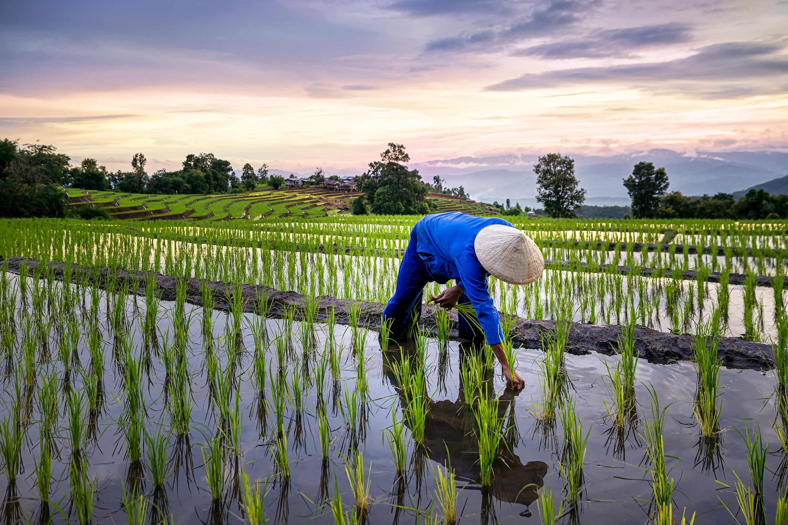 farmers-rice-terraces-ho-chi-minh-city-vietnam.jpg