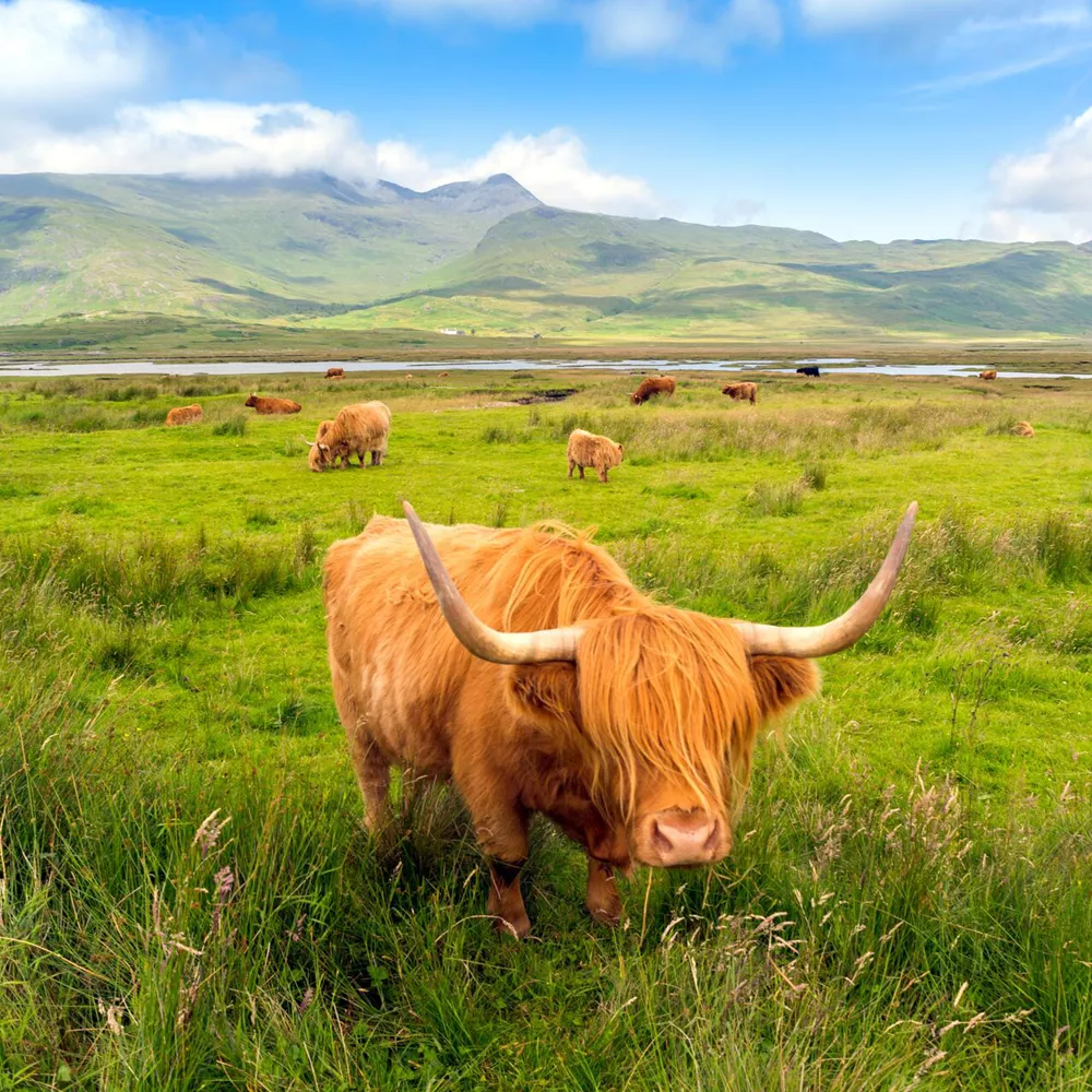 Highland Cattle Roaming Free On The Isle Of Mull, Inner Hebrides, Scotland