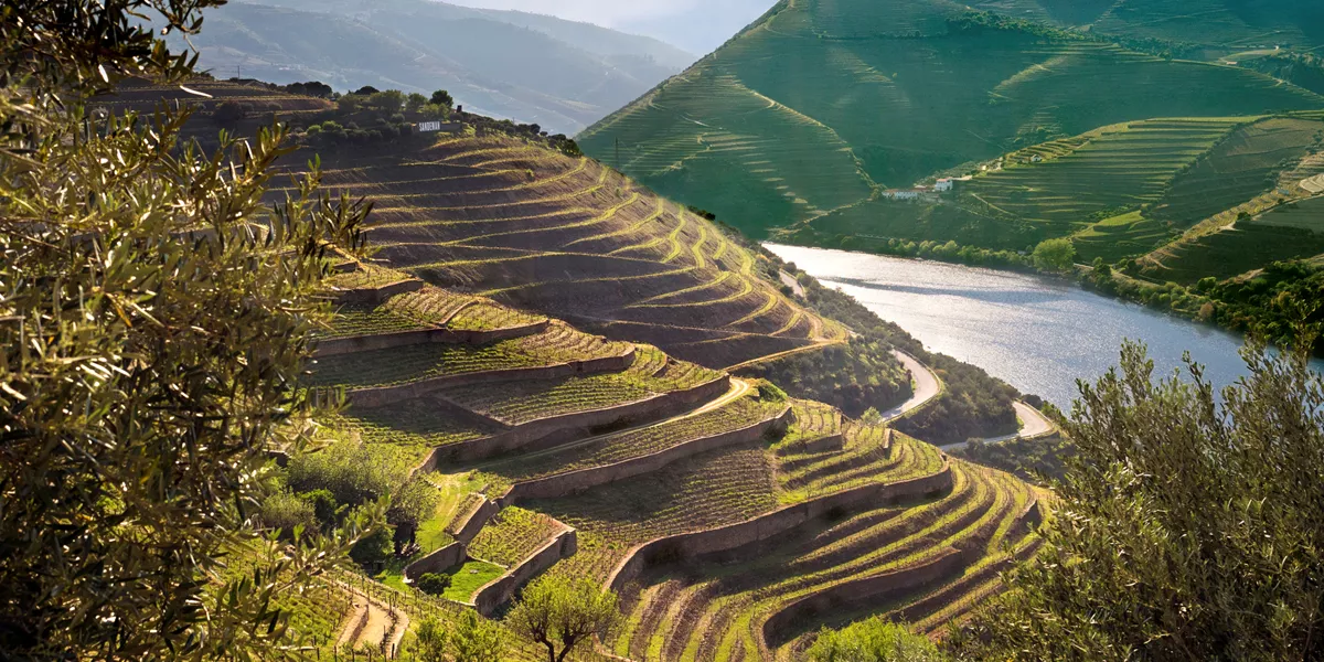 Vineyards in Portugal