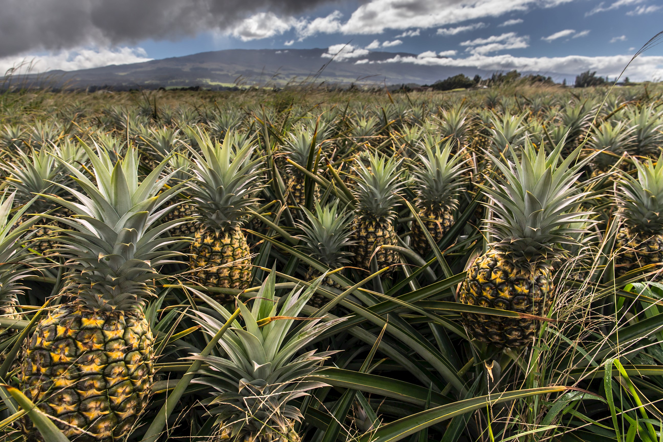 35_pineapple-plantation-maui-hawaii-usa.jpg