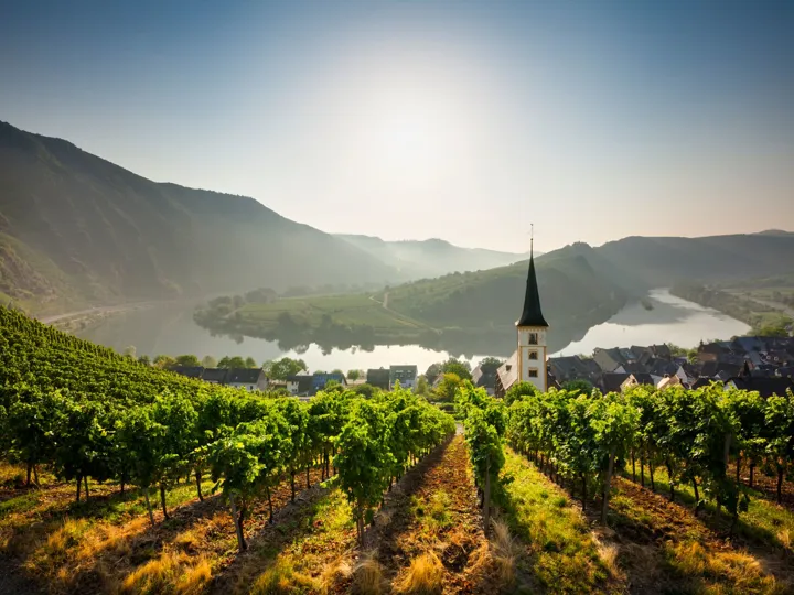Bremm at sunrise with vineyards in the foreground and the Rhine river in the background