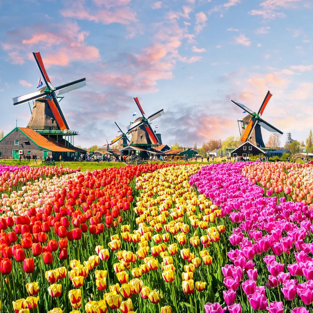 Traditional Dutch windmills and houses near the canal in Zaanstad Village, Zaanse Schans, the Netherlands