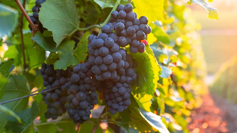 Grapes in vineyard in Burgundy, France