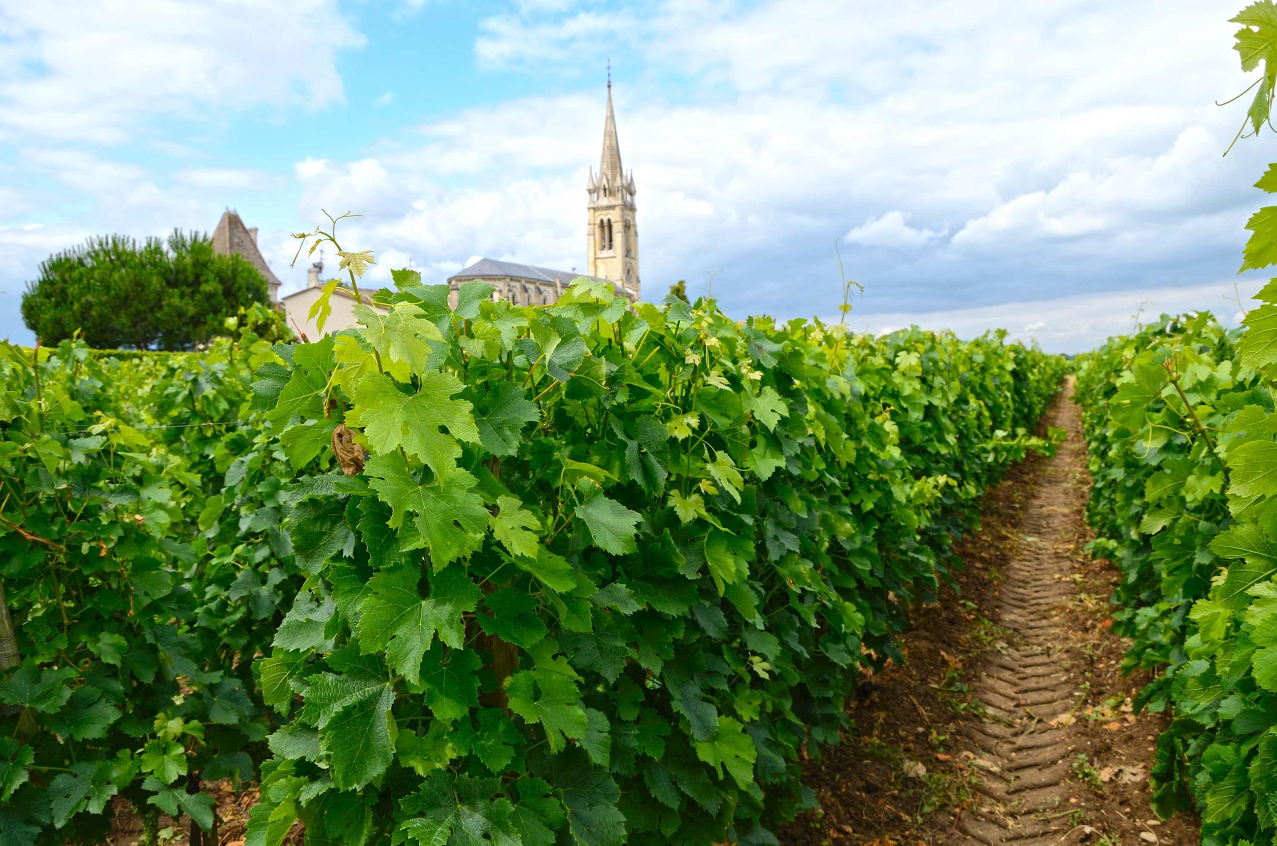 Vineyard Berdeaux in Saint Emilion, France