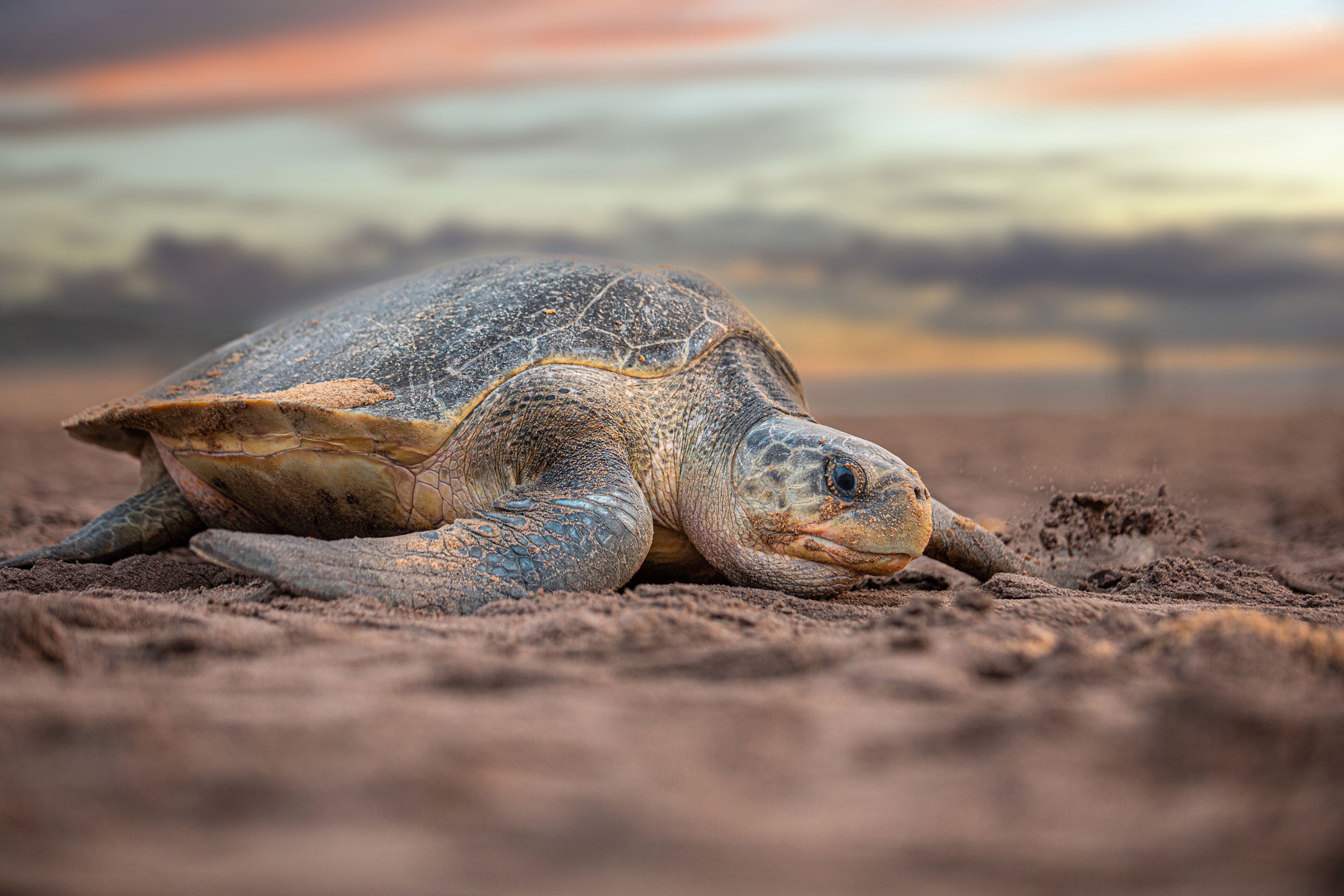 visit-turtles-sanctuary-athens-greece.jpg