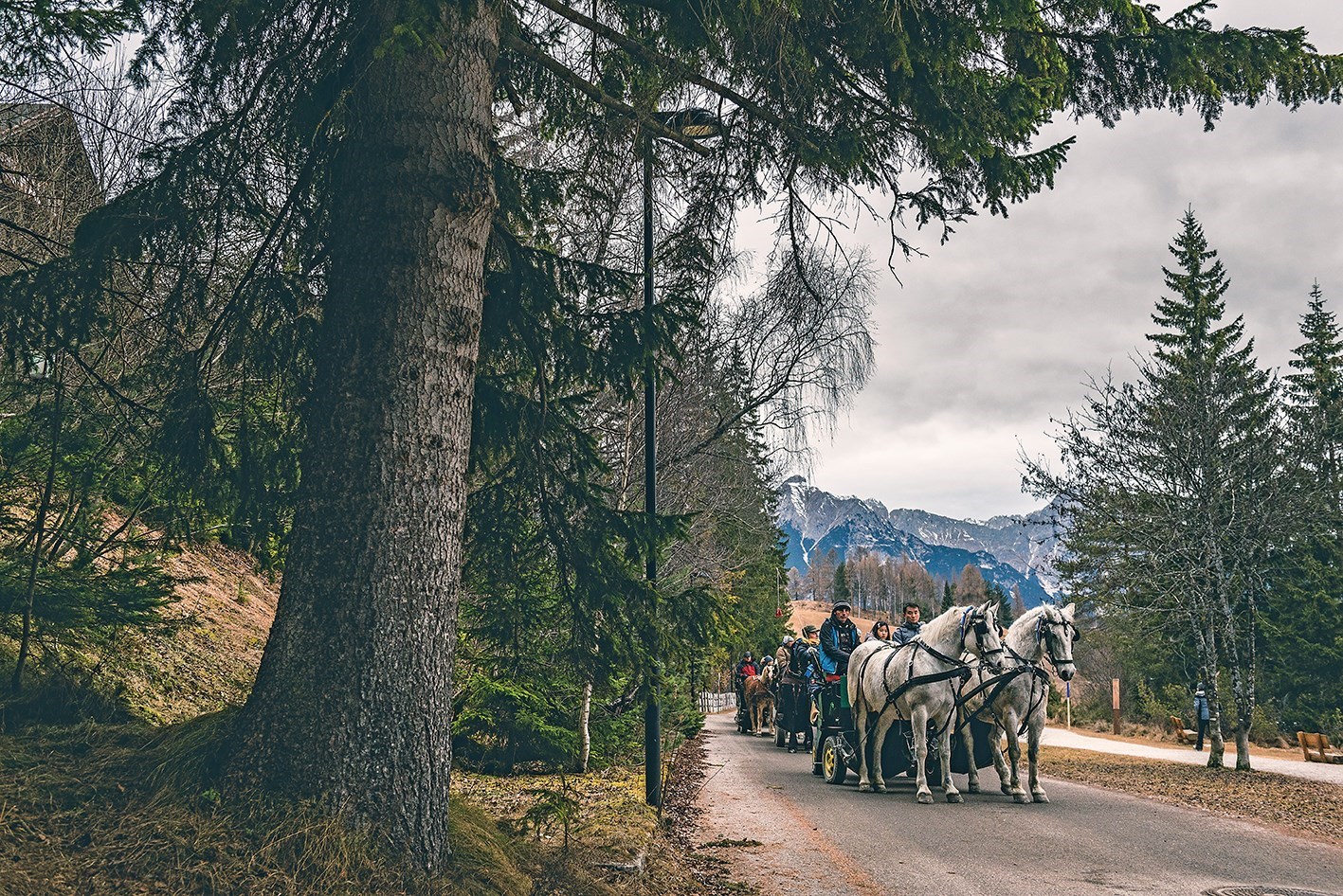 Horse carriages travelling along a forest road in Innsbruck, Austria