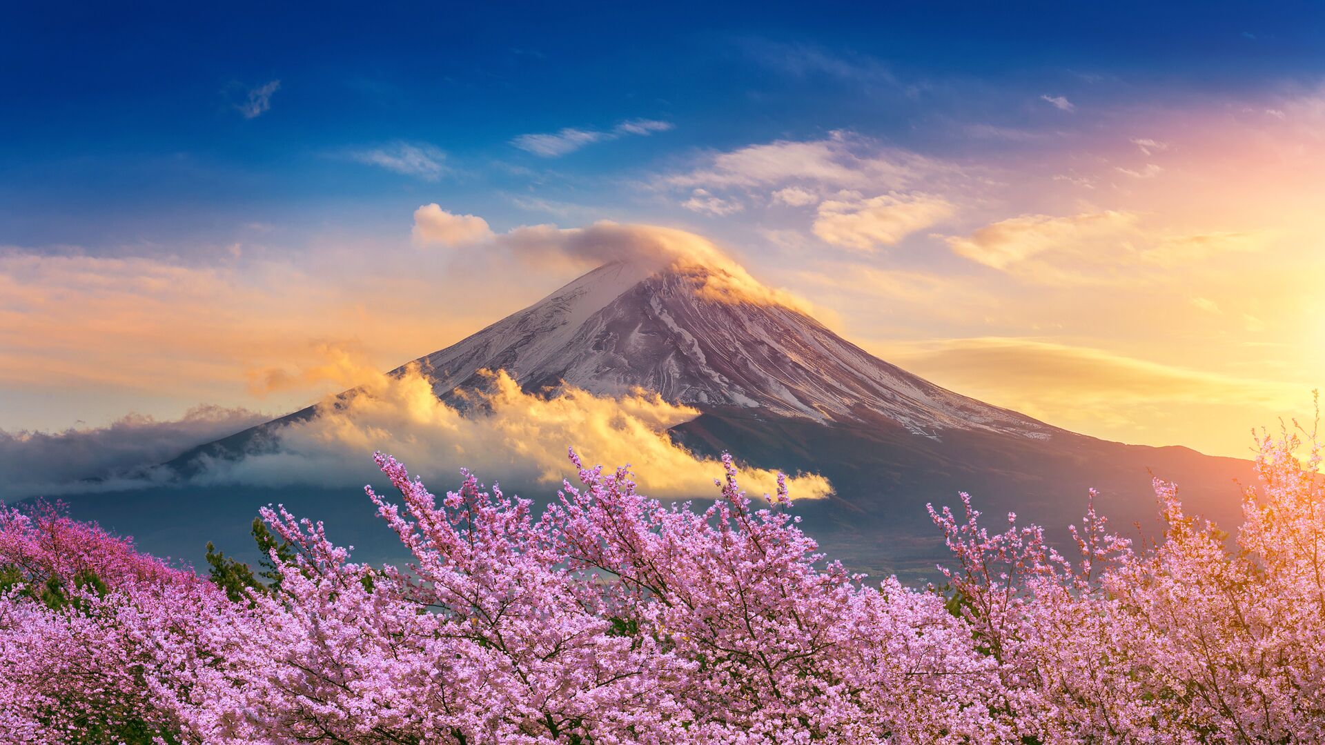 Fuji Mountain And Cherry Blossoms In Spring, Japan