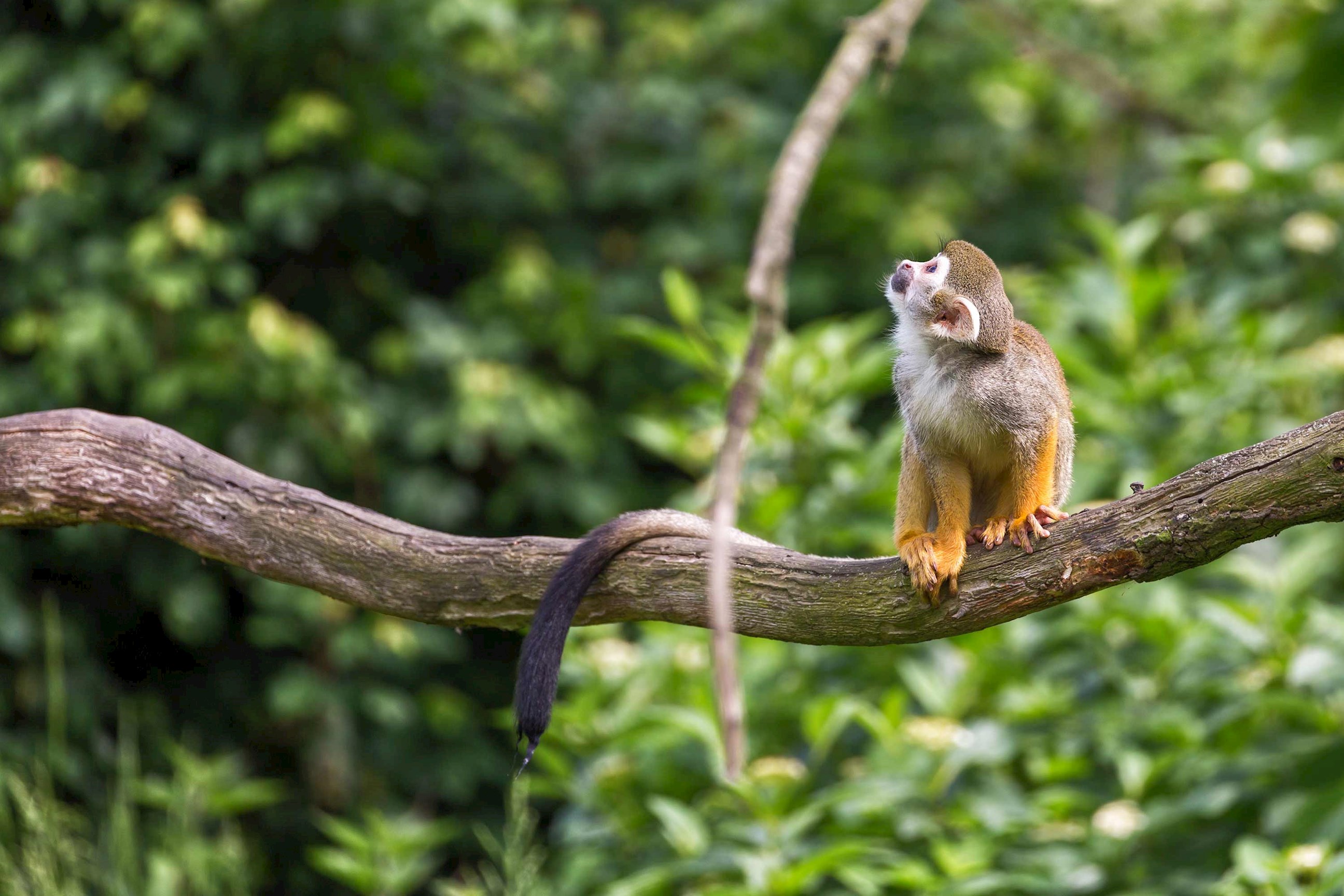 squirrel-monkey-amazon-peru.jpg