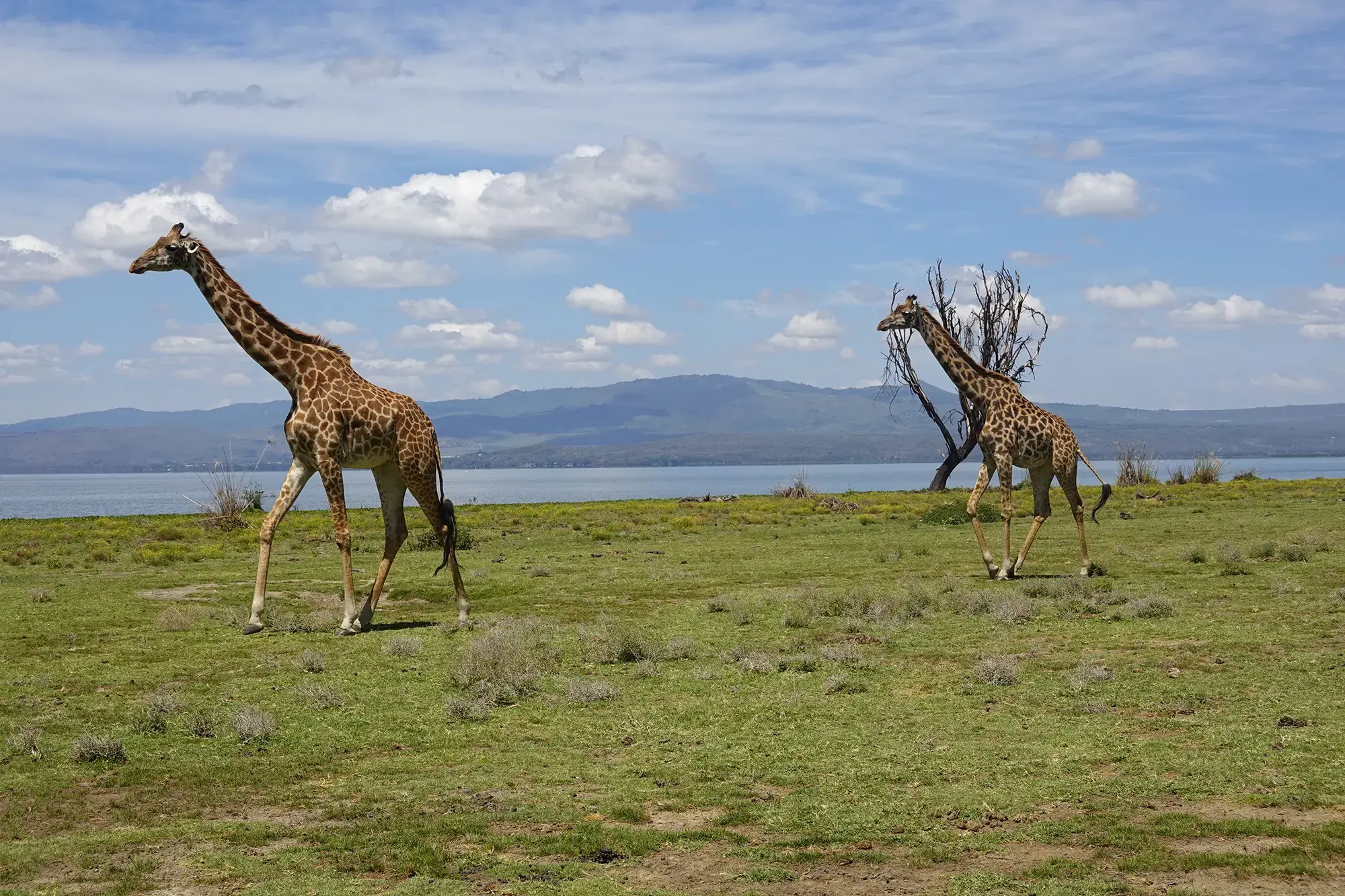 Giraffes Lake Naivasha Kenya 