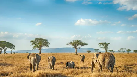 Medium African Elephants In The Plains Of Serengeti Tanzania