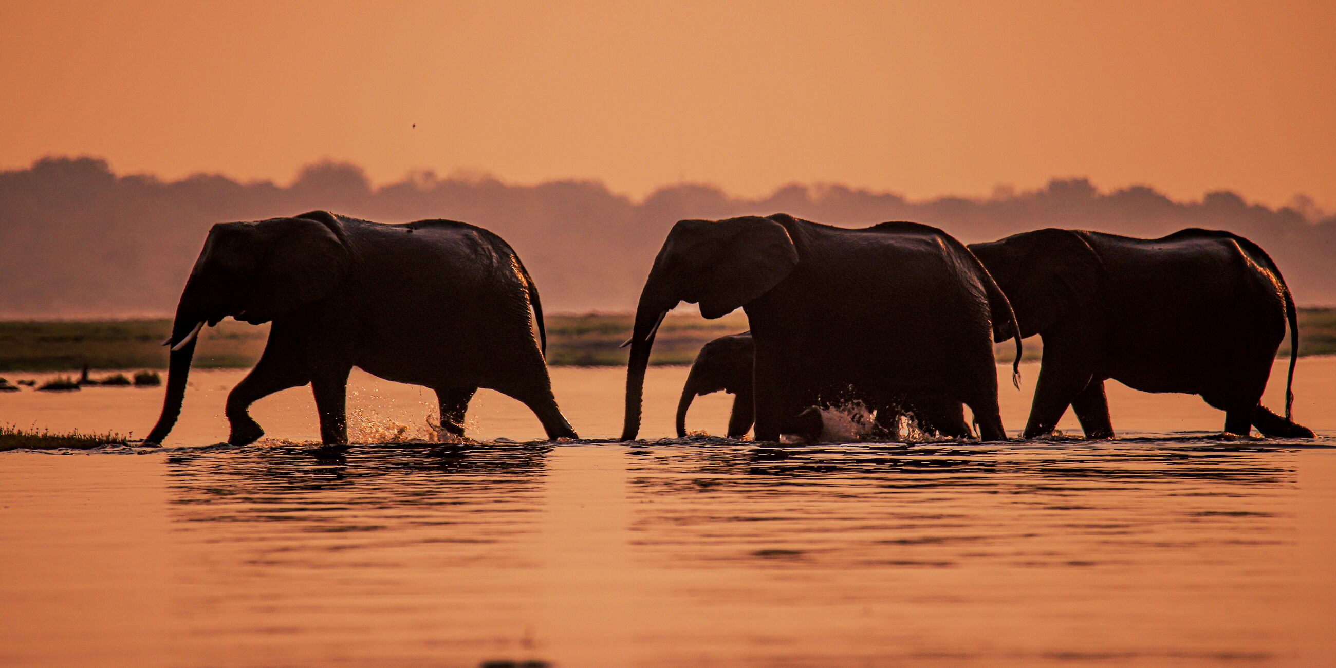 Elephants at dusk during a boat safari tour in Chobe River, Botswana