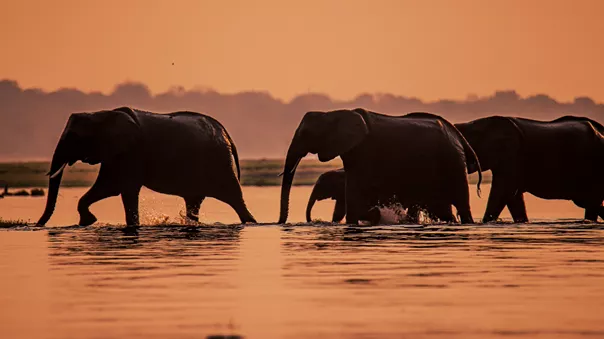 Elephants at dusk during a boat safari tour in Chobe River, Botswana