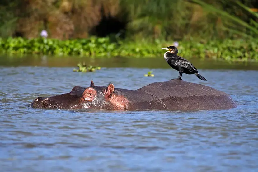 lake-naivasha-kenya-gettyimages-146792319.webp