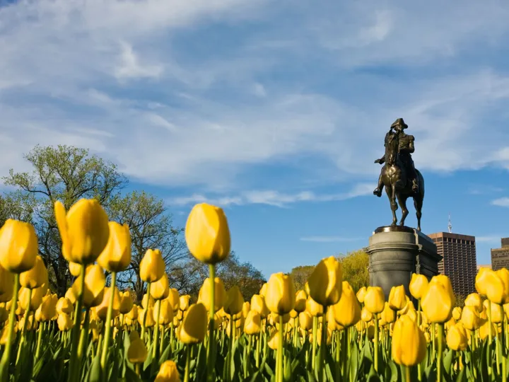 Yellow tulips and George Washington statue