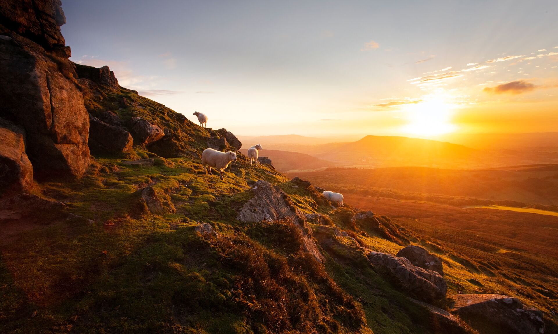 Herd of sheep on steep mountain slope at sunset in Wales