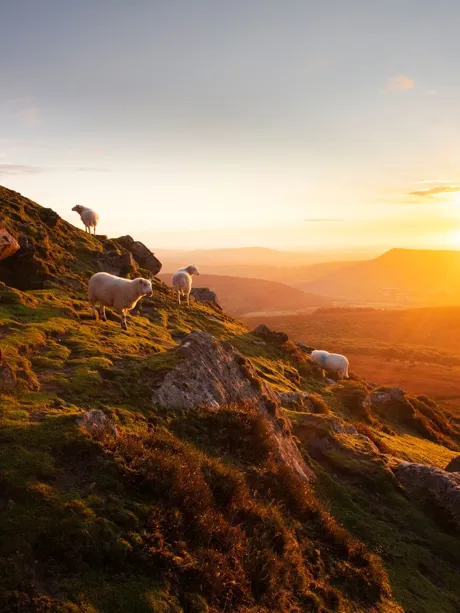Herd of sheep on steep mountain slope at sunset in Wales