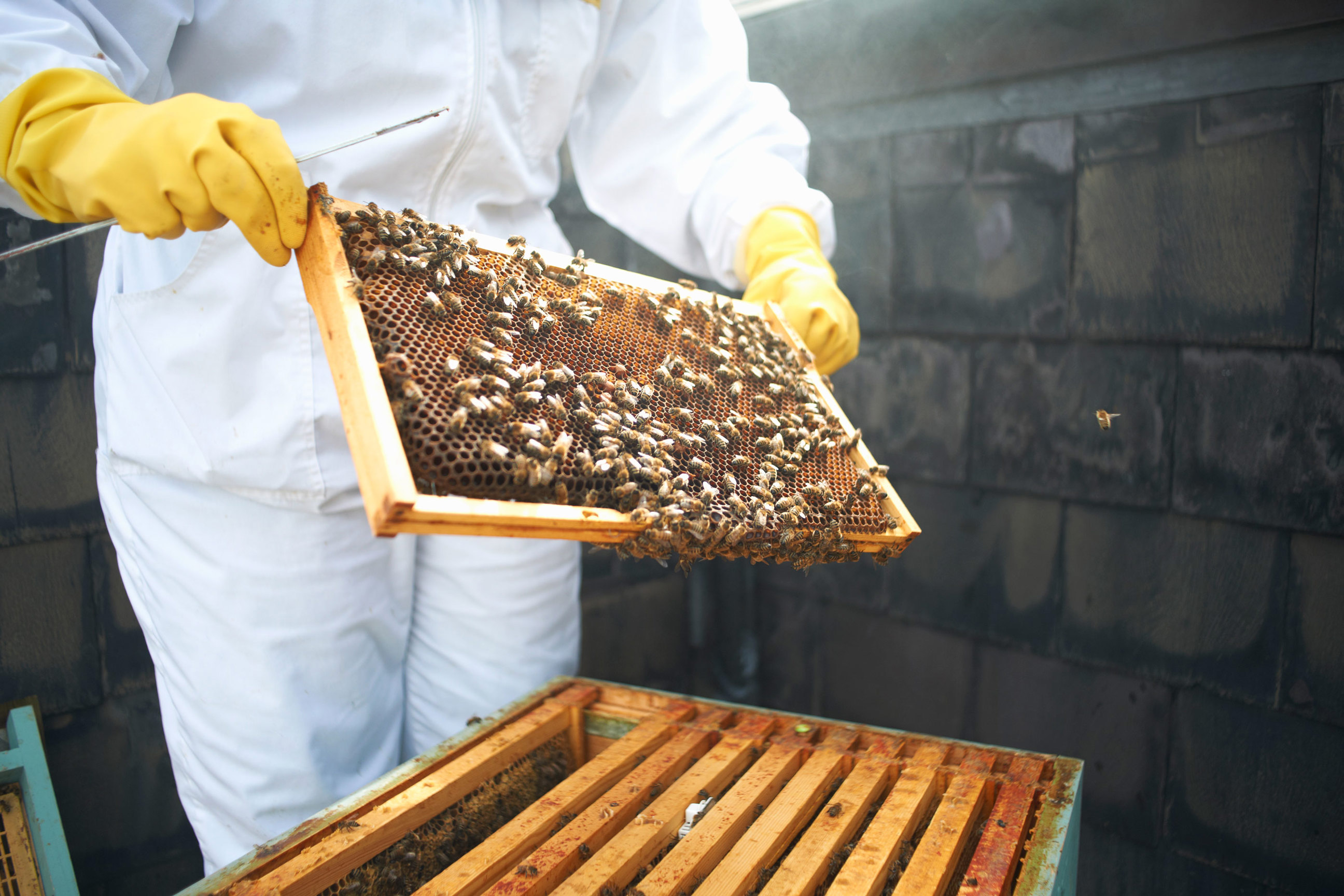 beekeeping-prague-czech-republic.jpg