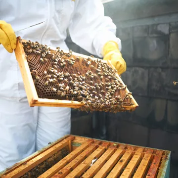 beekeeping-prague-czech-republic.jpg