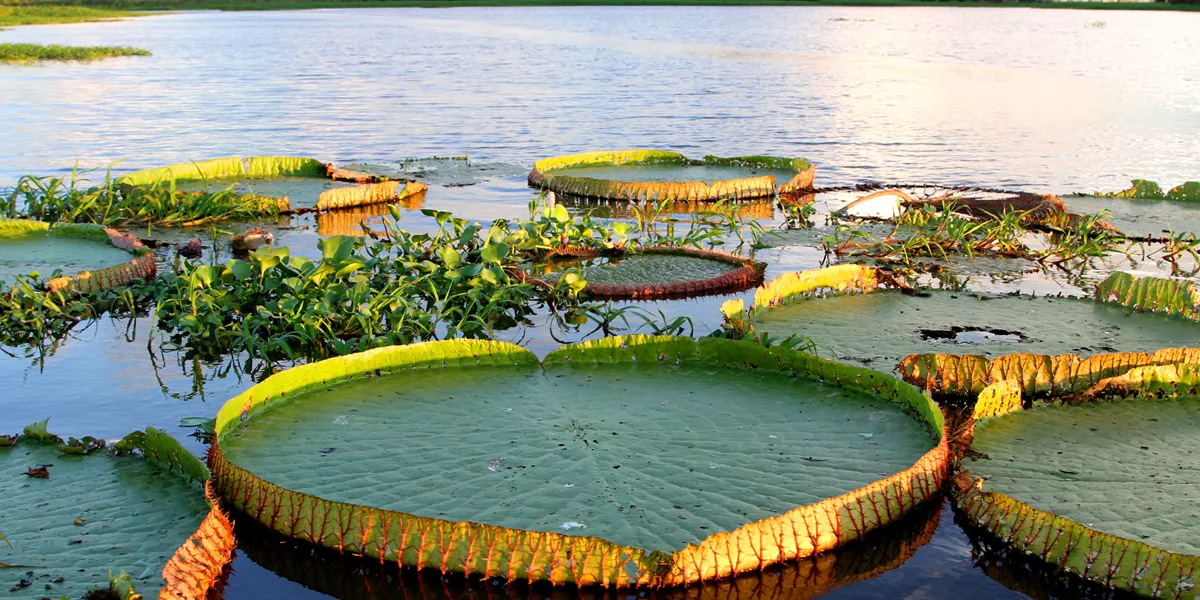 Victoria Regia Lake In Tapajos River 918328928