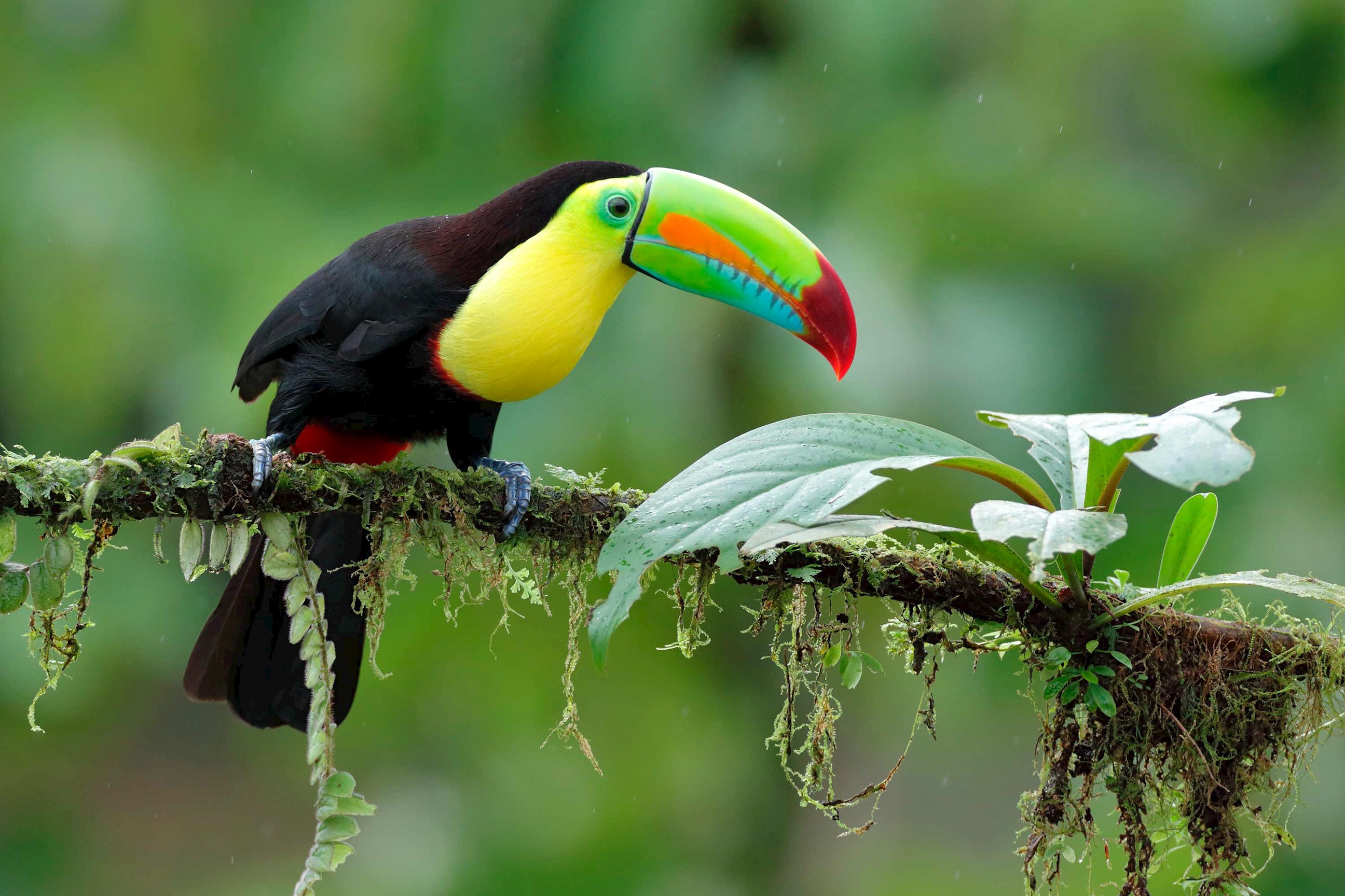 toucan-monteverde-cloud-rainforest-costa-rica.jpg