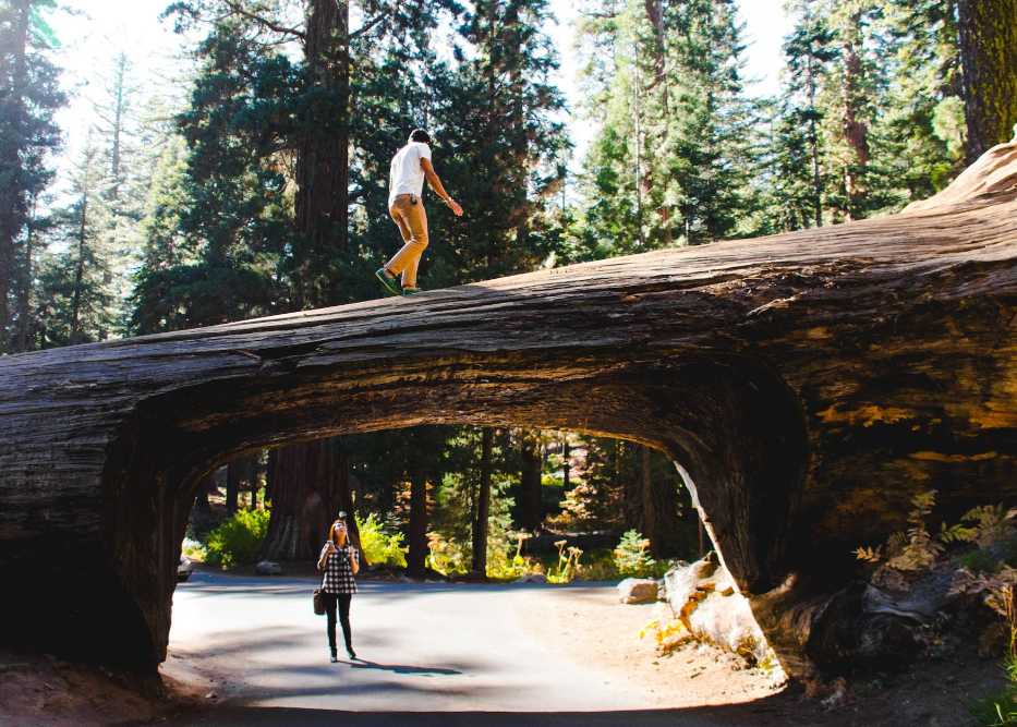 Bridge Footpath Usa National Park