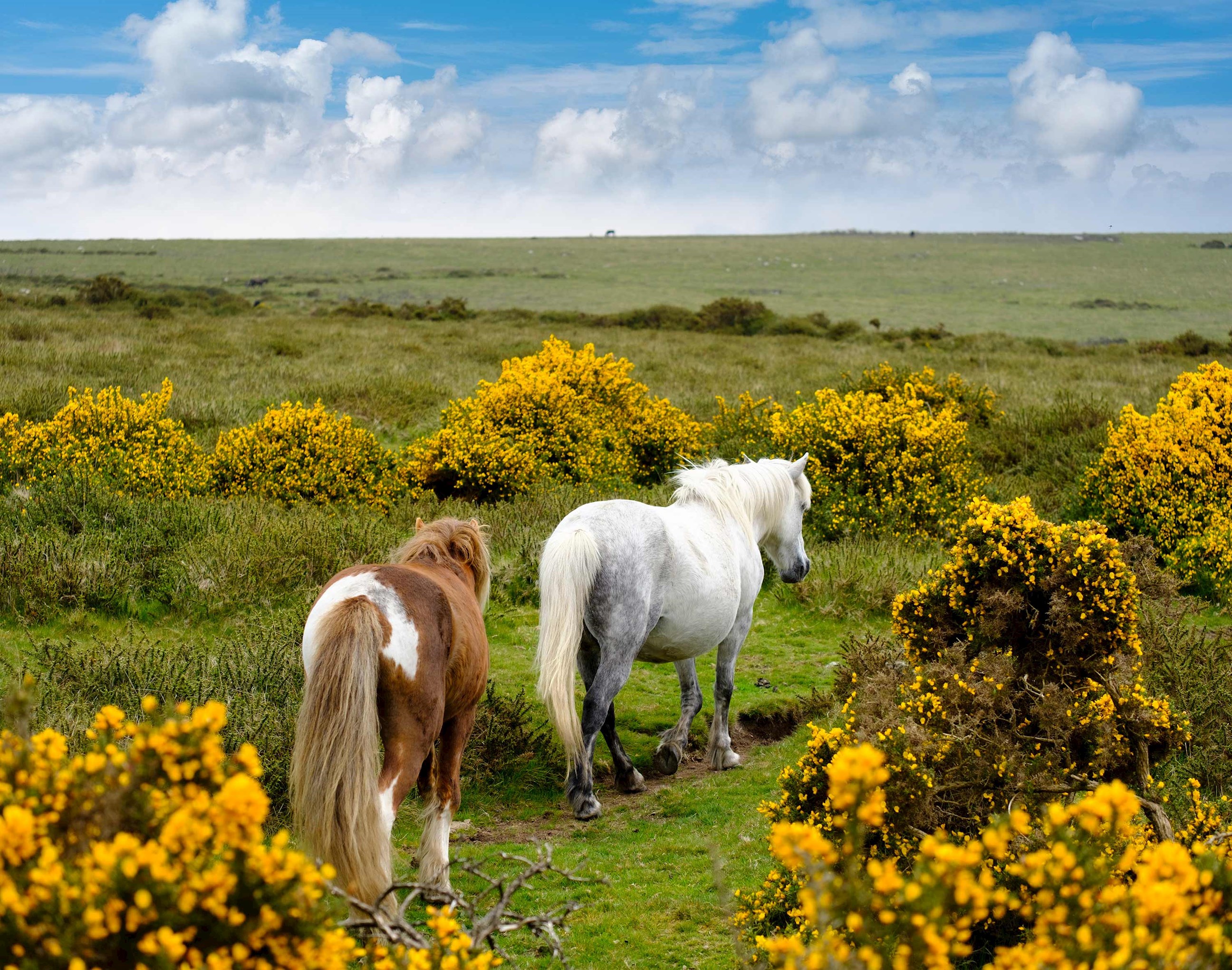 Two Dartmoor ponies on grassy path with yellow gorse, under blue sky