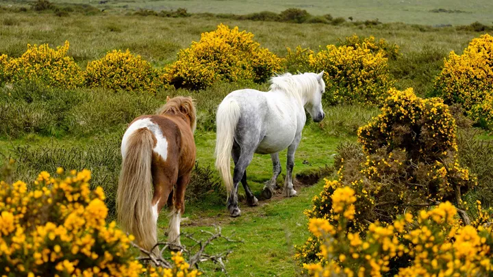 Two Dartmoor ponies on grassy path with yellow gorse, under blue sky