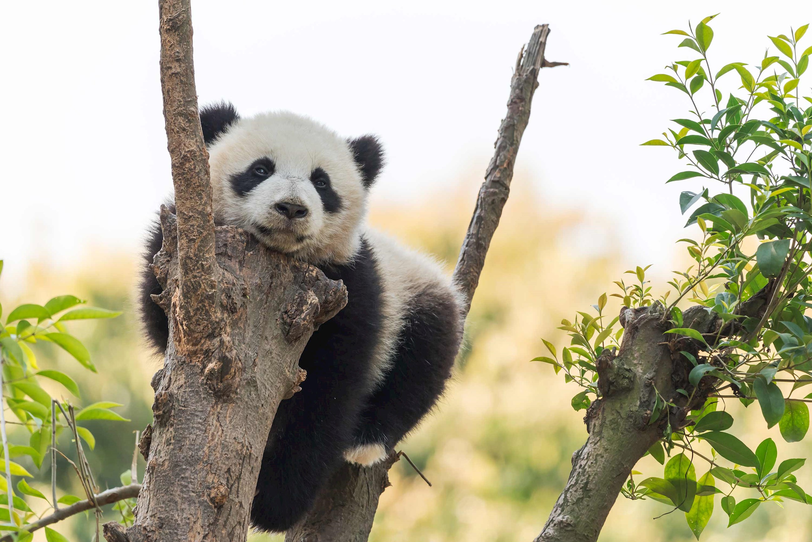 panda-cub-chengdu-china.jpg