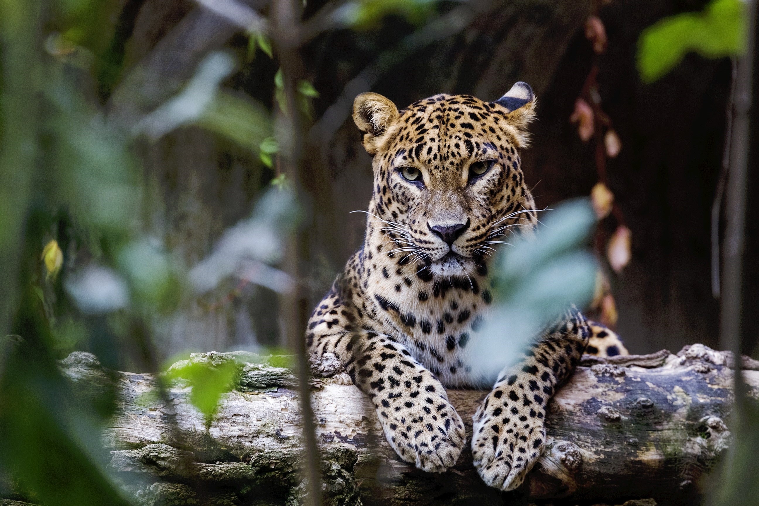 Leopard sitting in a tree at Wilpattu National Park, Sri Lanka
