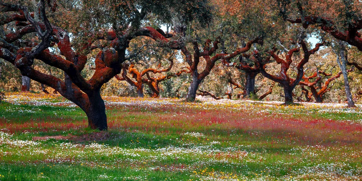 Meadow of Cork Trees, Alentejo, Portugal